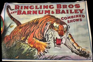 Ringling Bros and Barnum & Bailey Combined Shows circus poster with pouncing tiger